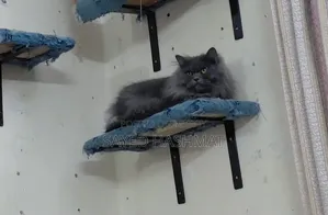 6-12 Months Female Purebred Persian