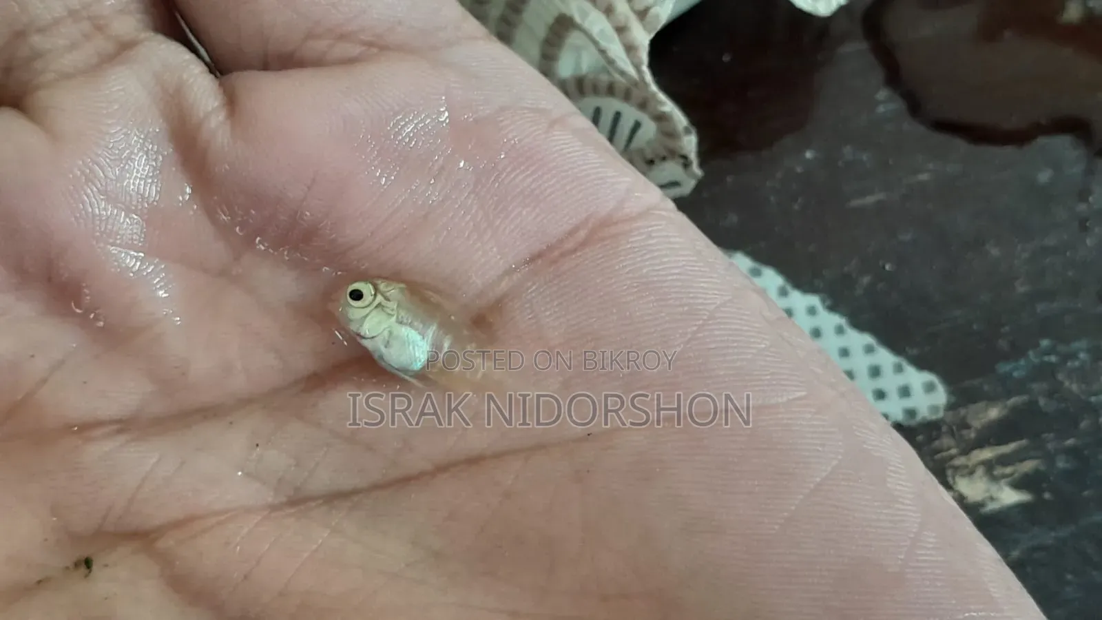 Parrot Fish Baby