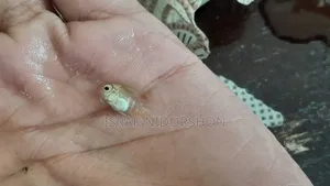 Parrot Fish Baby