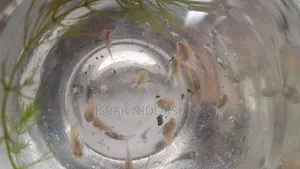 Parrot Fish Baby