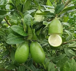 বিচি বিহীন লেবু