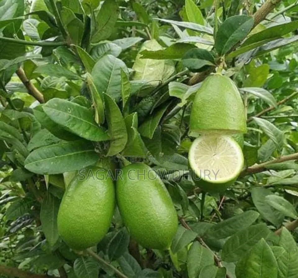 বিচি বিহীন লেবু