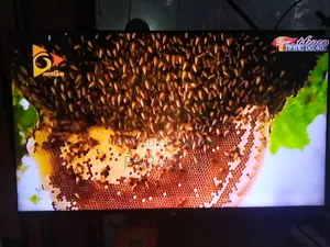 সনি ব্রাভিয়া