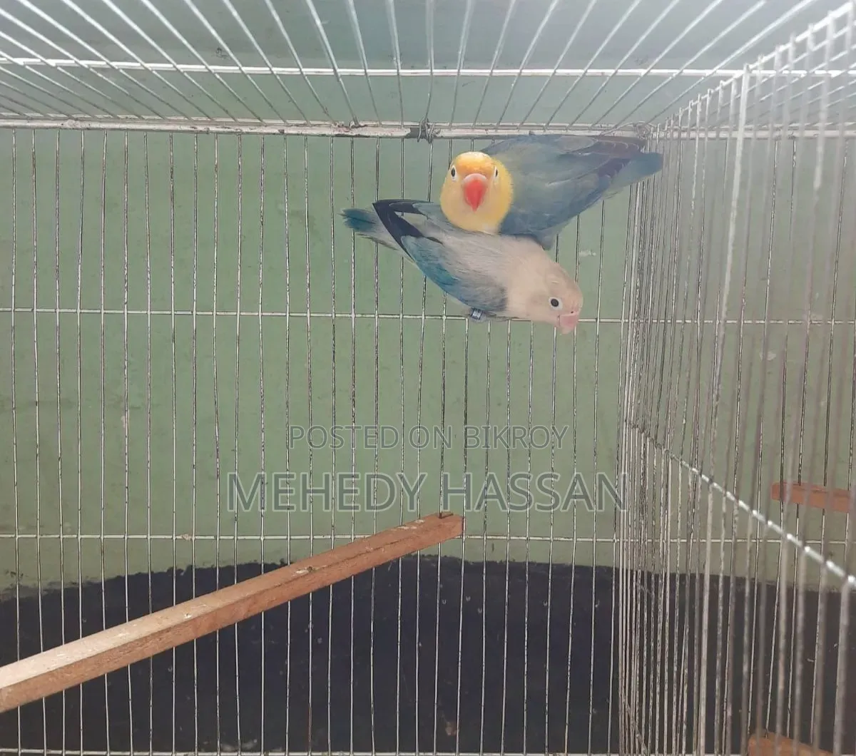 লাভ বার্ড লাভ ভাড