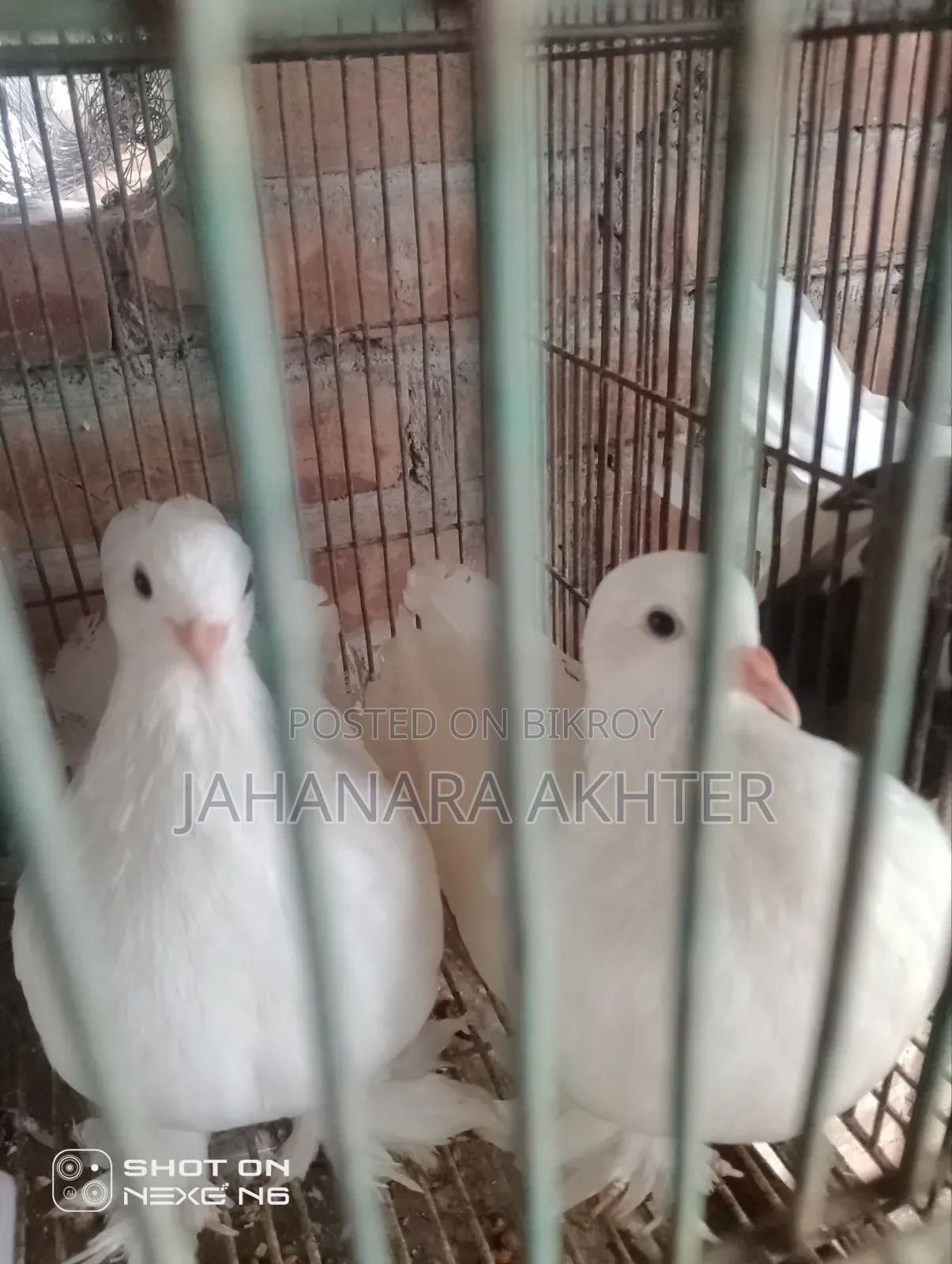 Mixi Siraji and Lokha Pigeon Cross for Sale
