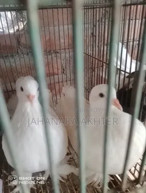 Mixi Siraji and Lokha Pigeon Cross for Sale