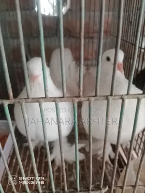 Mixi Siraji and Lokha Pigeon Cross for Sale