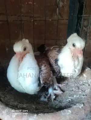 Mixi Siraji and Lokha Pigeon Cross for Sale