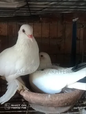 Mixi Siraji and Lokha Pigeon Cross for Sale