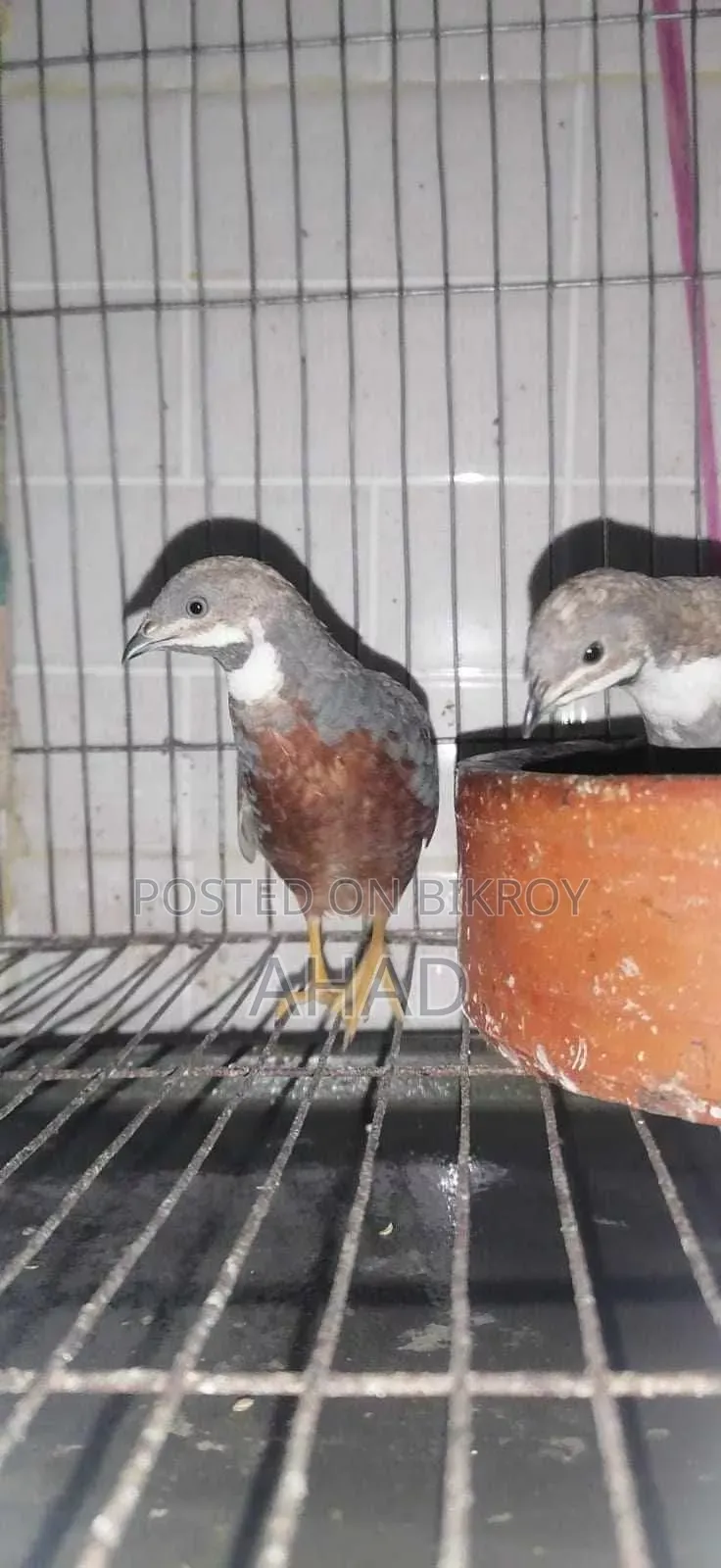 King Quail for sale with chicks