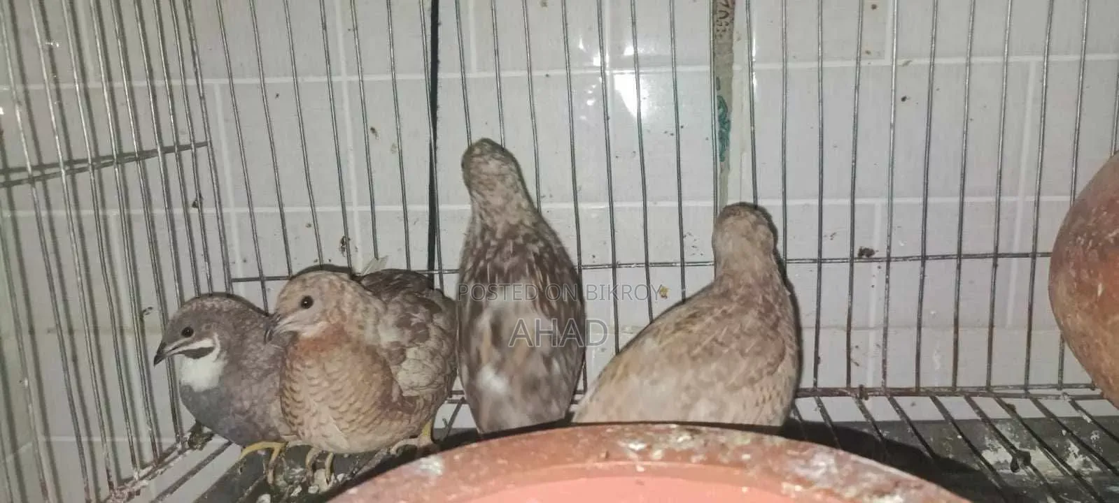 King Quail for sale with chicks