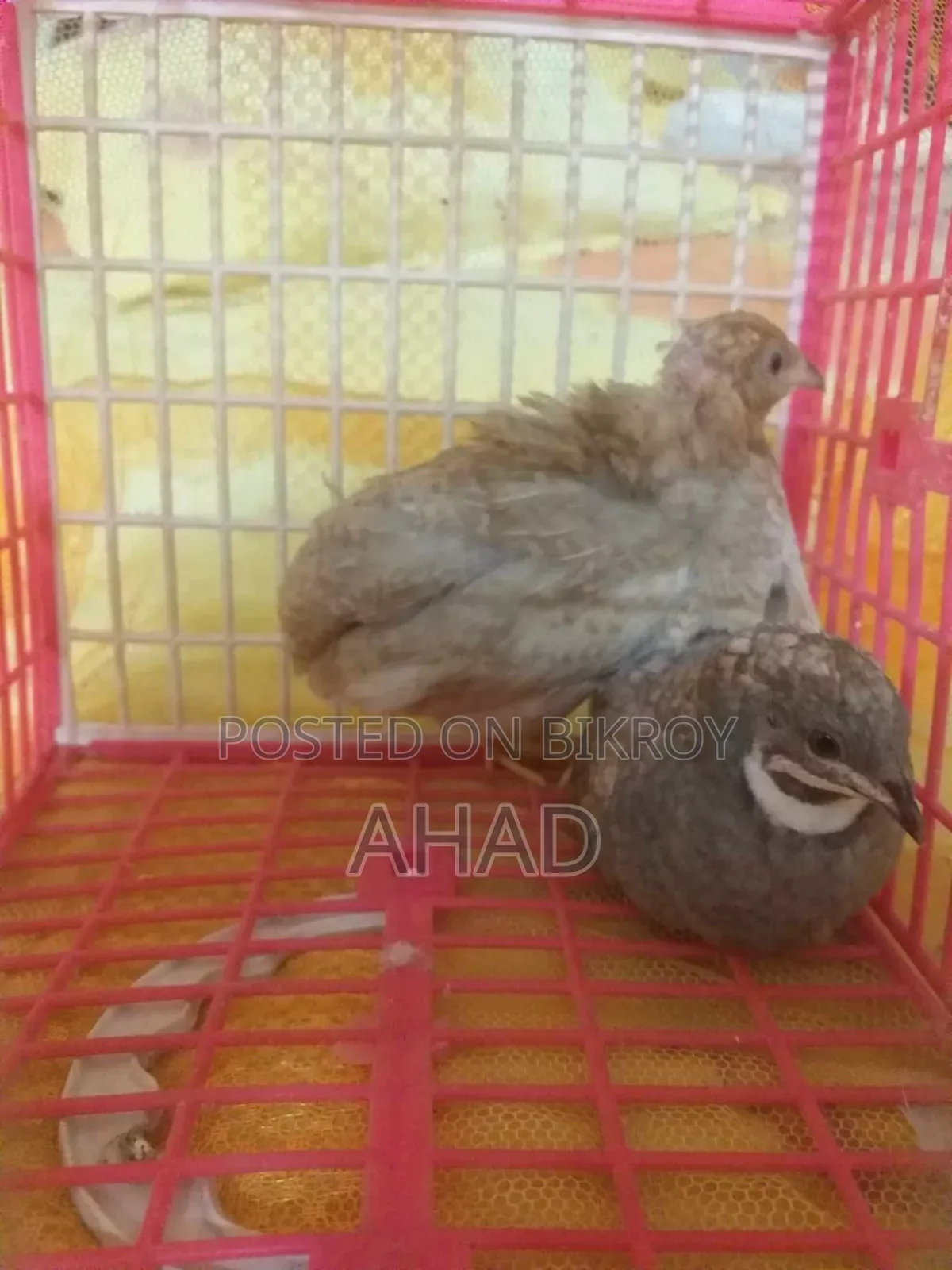 King Quail for sale with chicks
