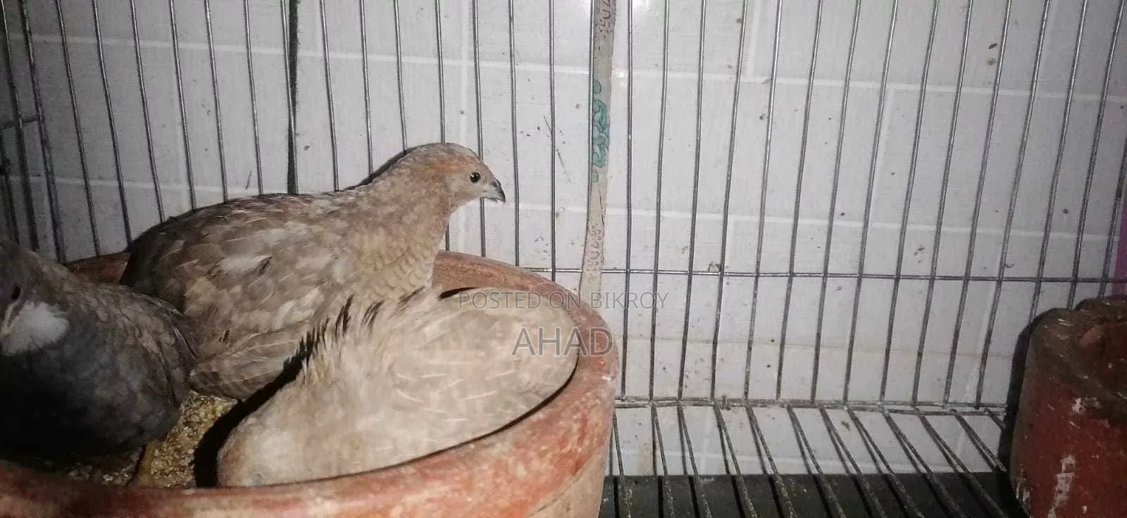 King Quail for sale with chicks
