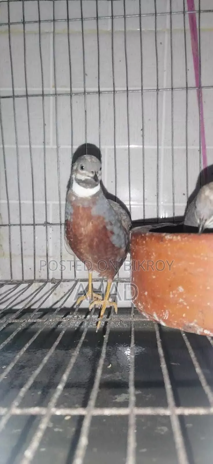 King Quail for sale with chicks