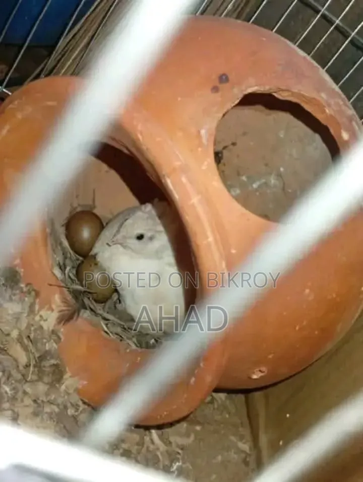 King Quail for sale with chicks