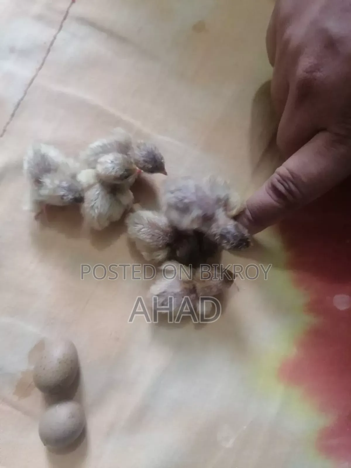 King Quail for sale with chicks