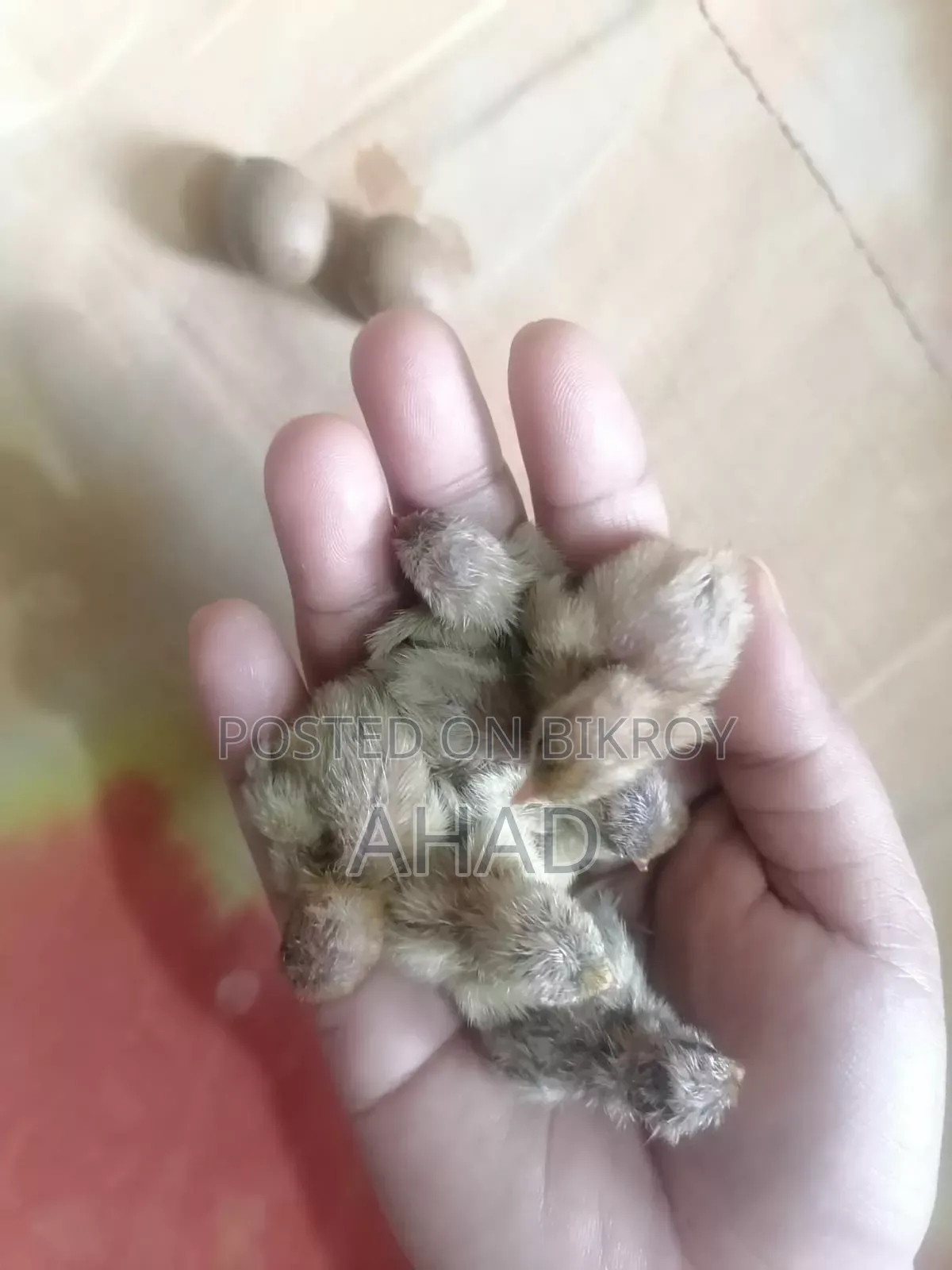 King Quail for sale with chicks