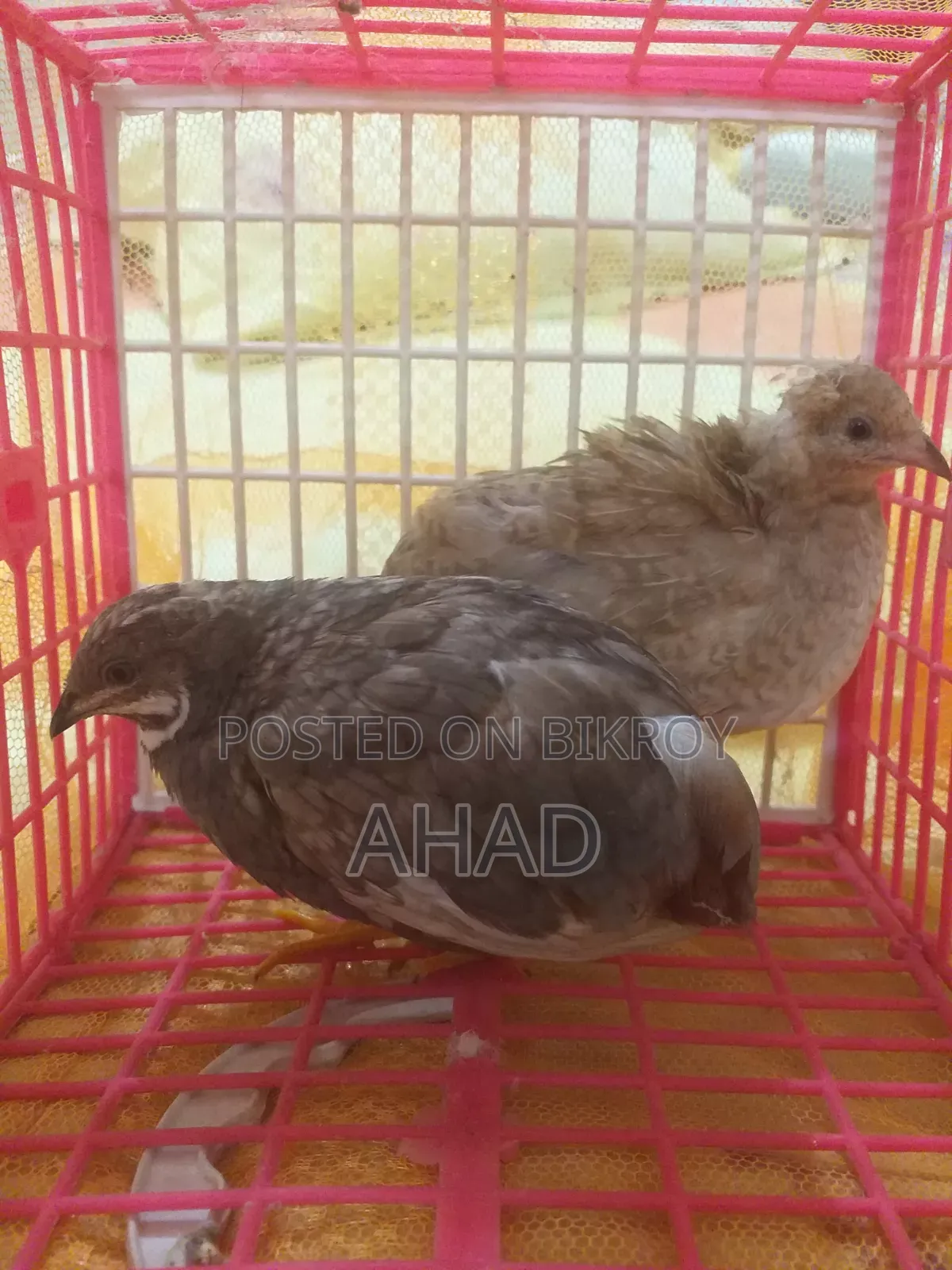 King Quail for sale with chicks