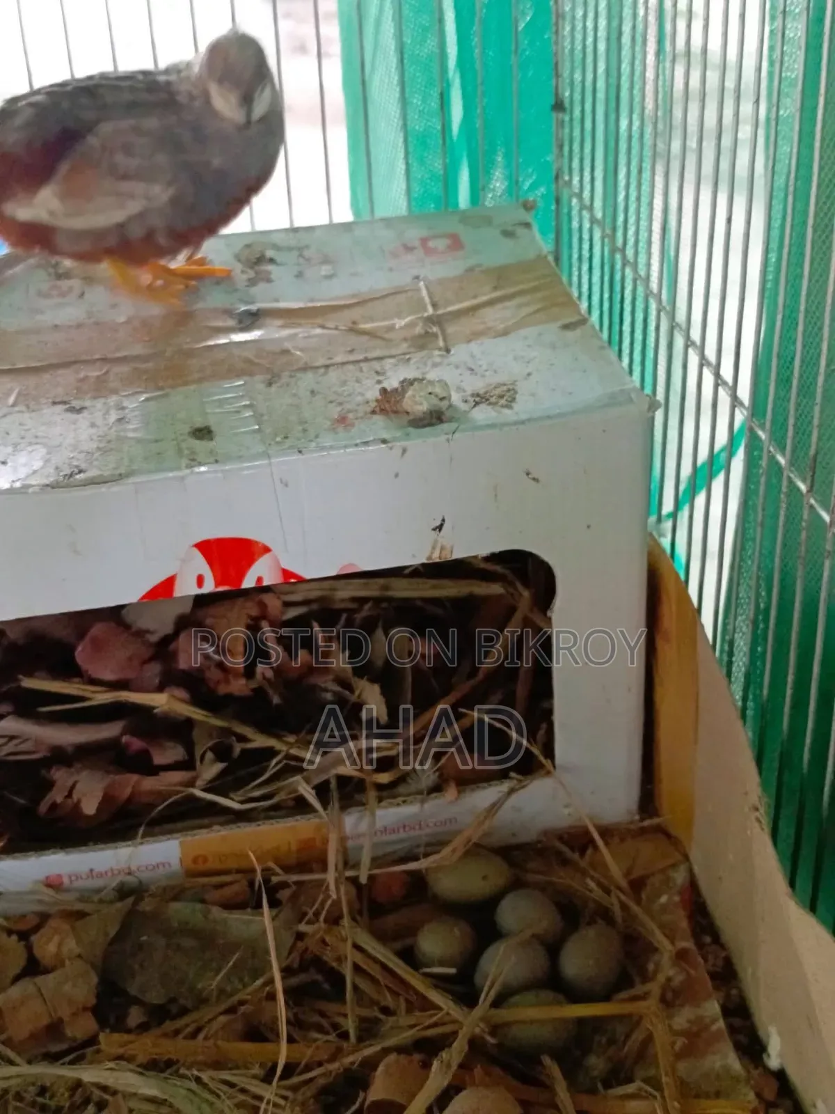 King Quail for sale with chicks