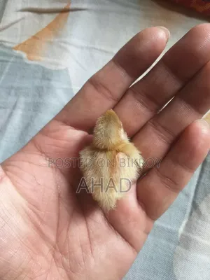 King Quail chicks and parents pair for sale