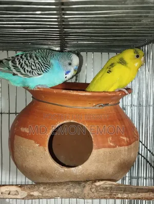 Budgerigar bird