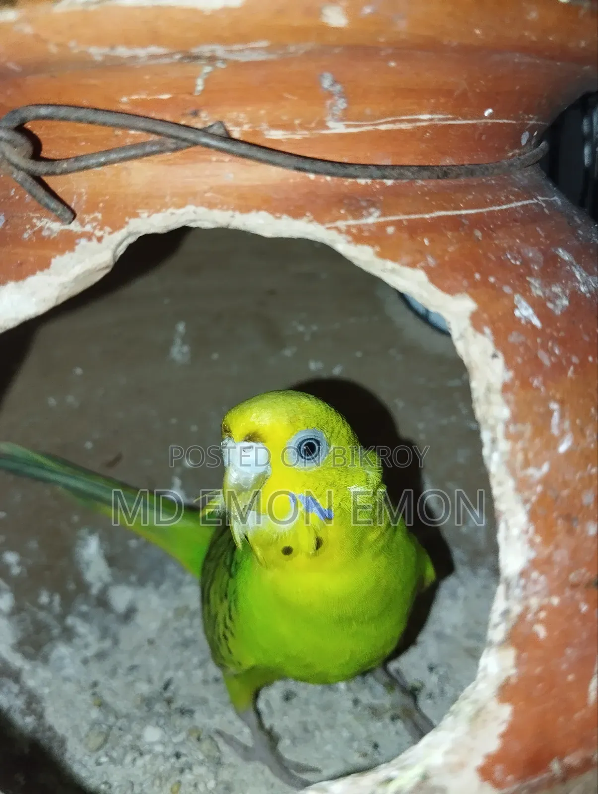 Budgerigar bird