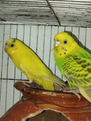Budgerigar bird