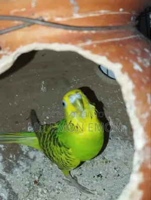 Budgerigar bird