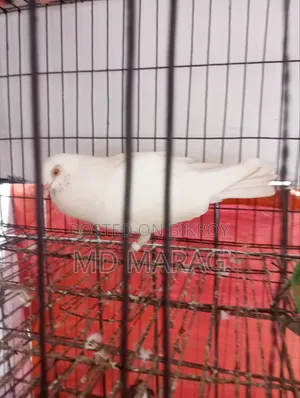 Pigeon Bird Pigeon