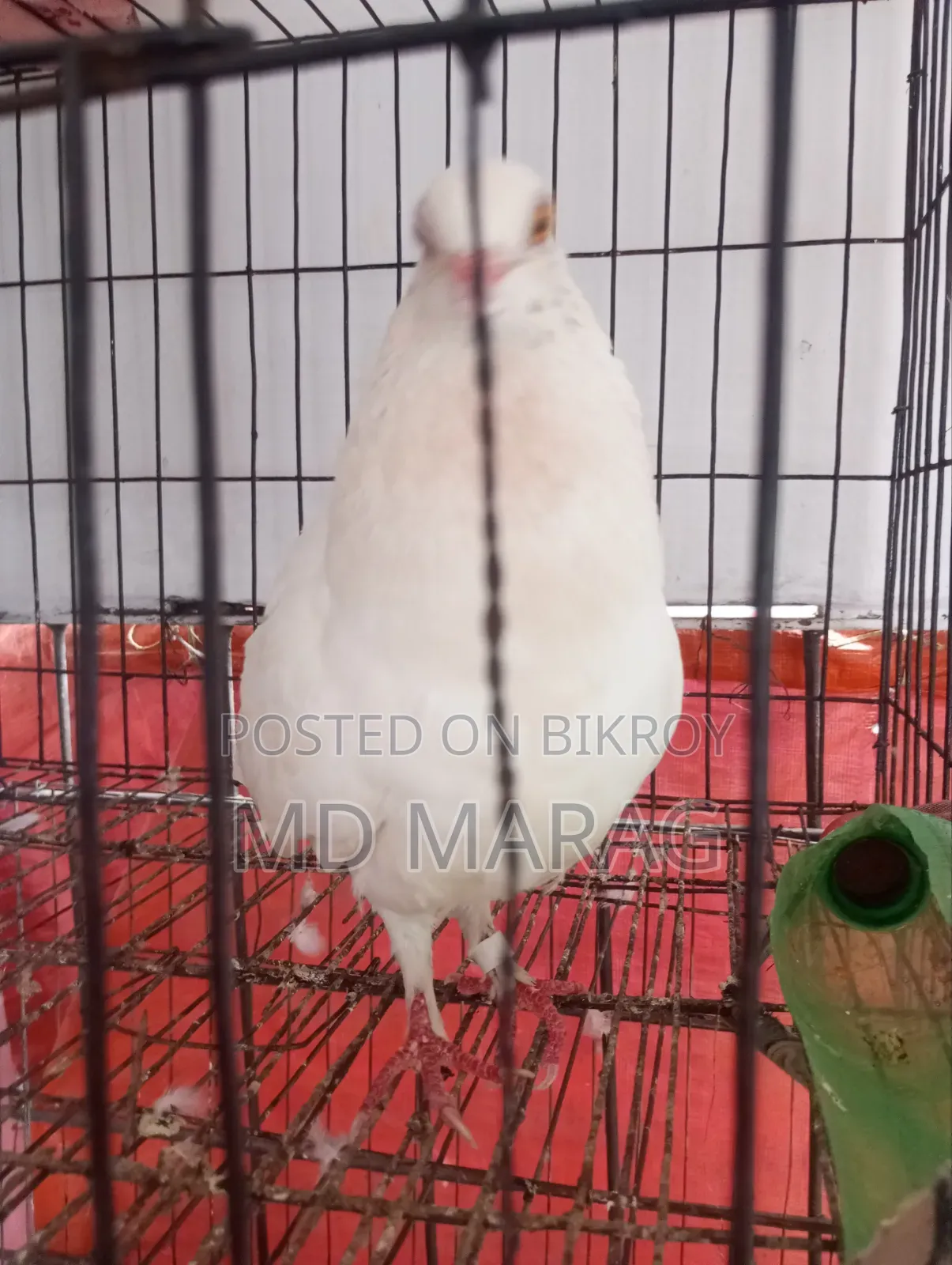 Pigeon Bird Pigeon