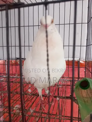 Pigeon Bird Pigeon