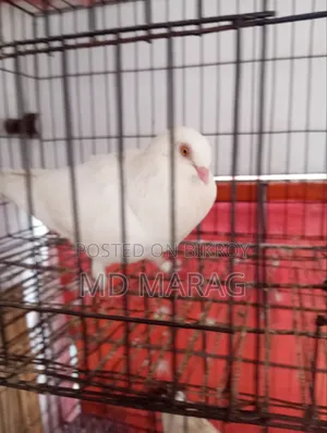 Pigeon Bird Pigeon