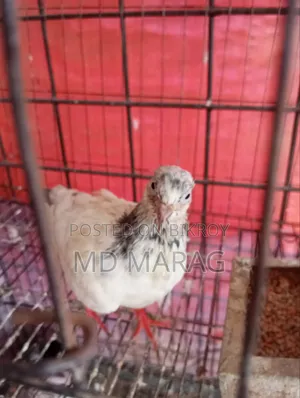 Pigeon Bird Pigeon