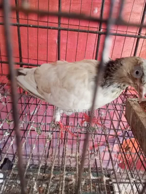 Pigeon Bird Pigeon