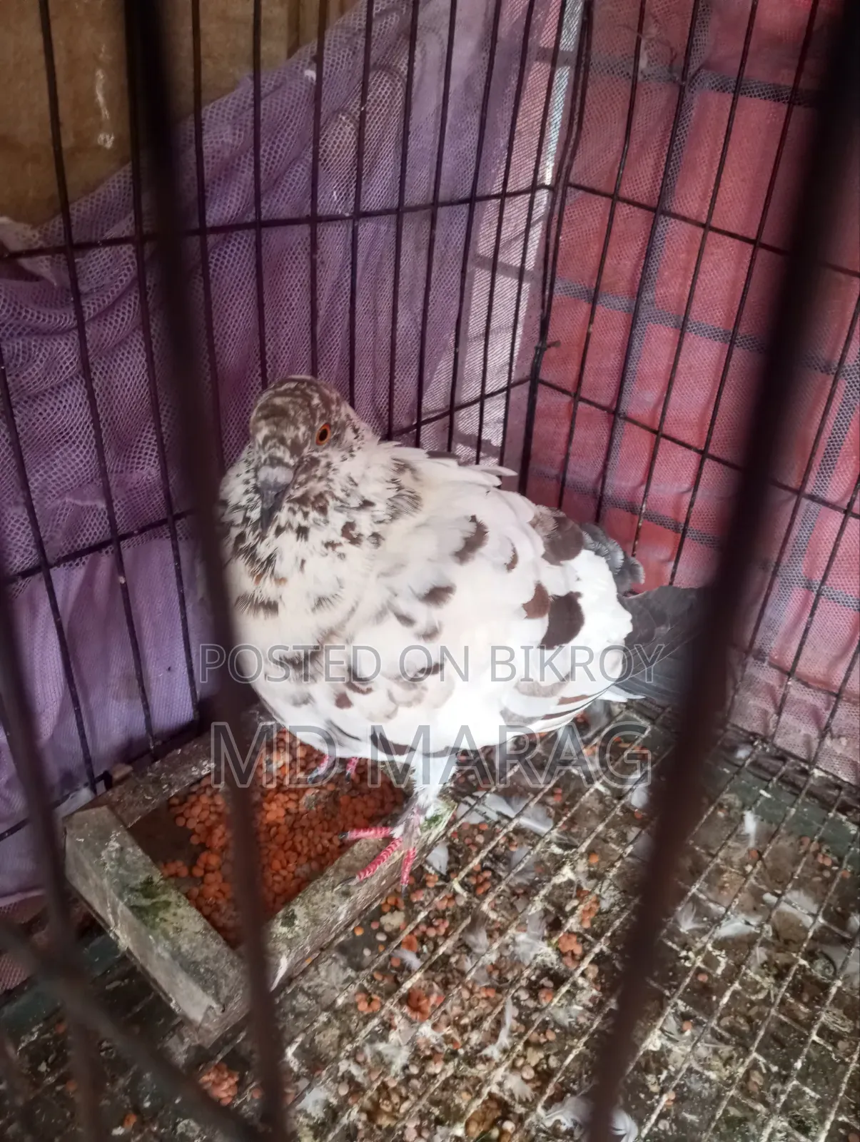 Pigeon Bird Pigeon