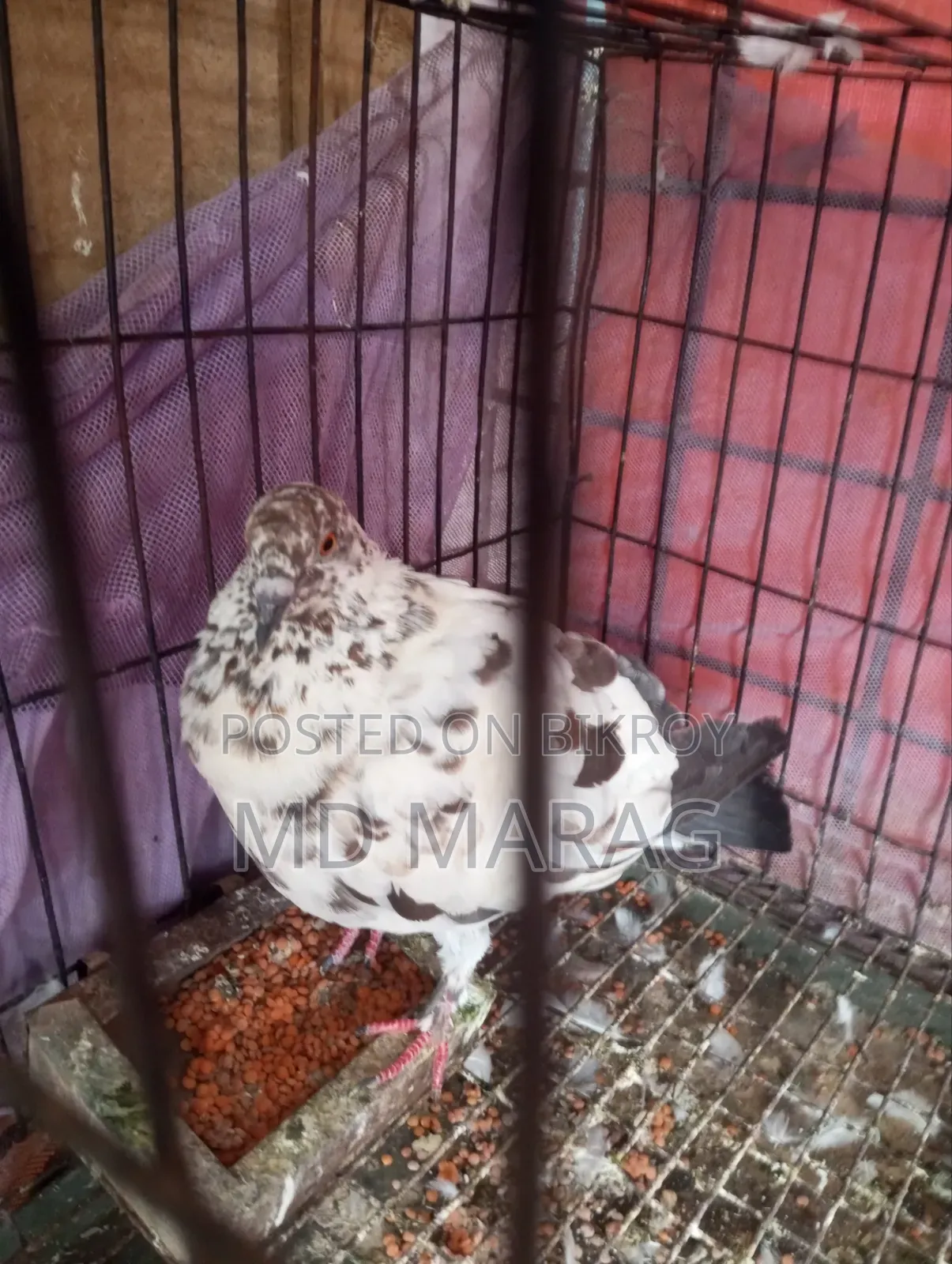 Pigeon Bird Pigeon