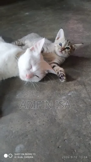 ০-১ মাস নারী মিশ্র প্রজাতি পার্সিয়ান