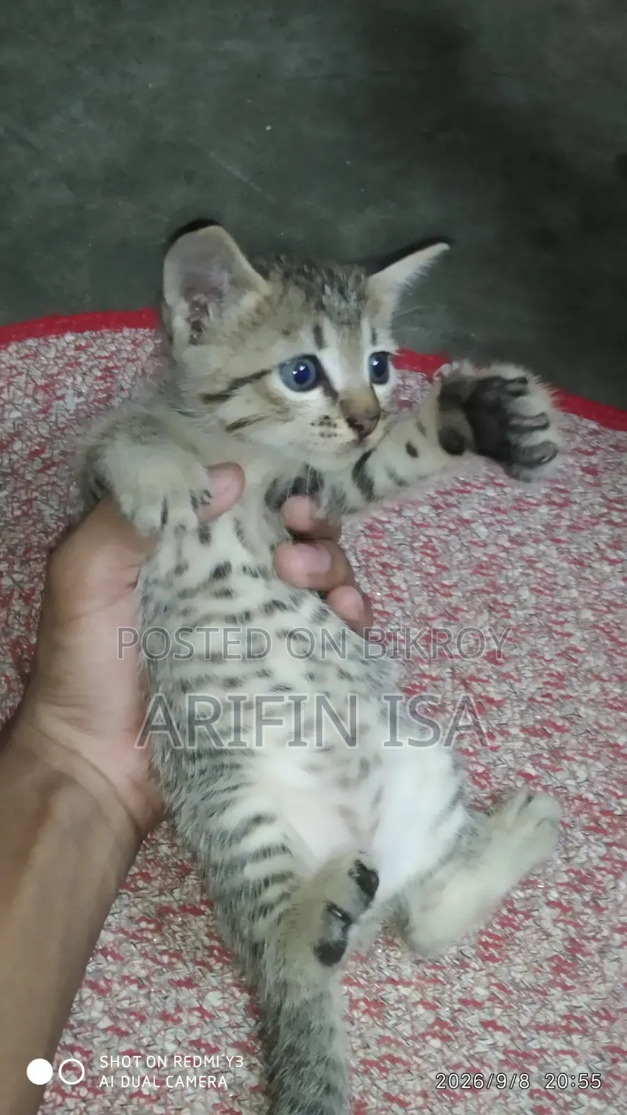০-১ মাস নারী মিশ্র প্রজাতি পার্সিয়ান