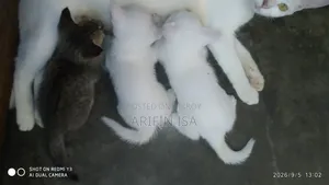 ০-১ মাস নারী মিশ্র প্রজাতি পার্সিয়ান