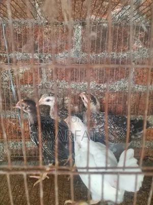 ৪ পিস দেশি মুরগির বাচ্চা বিক্রি করা হবে।