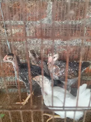 ৪ পিস দেশি মুরগির বাচ্চা বিক্রি করা হবে।