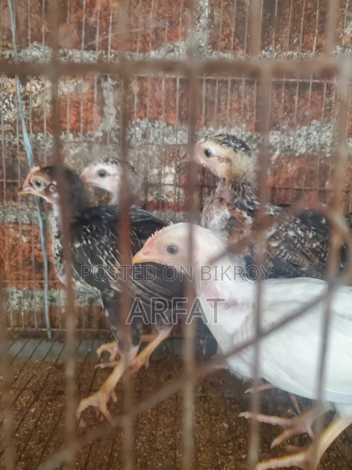 ৪ পিস দেশি মুরগির বাচ্চা বিক্রি করা হবে।