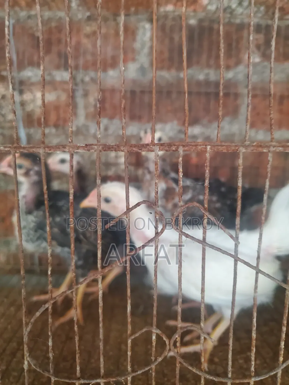 ৪ পিস দেশি মুরগির বাচ্চা বিক্রি করা হবে।