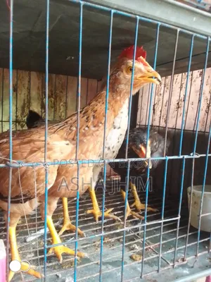 দেশি মুরগি
