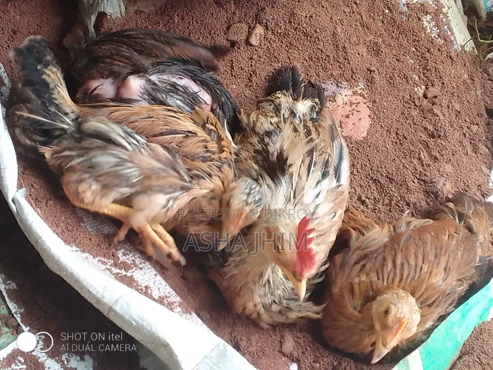দেশি মুরগি