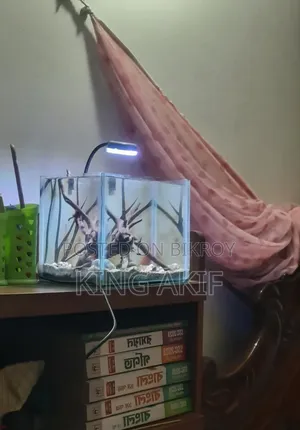 অ্যাকোয়ারিয়াম সেটআপ