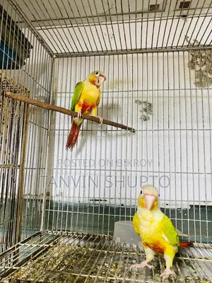 Pine Apple Conure(red Factor)