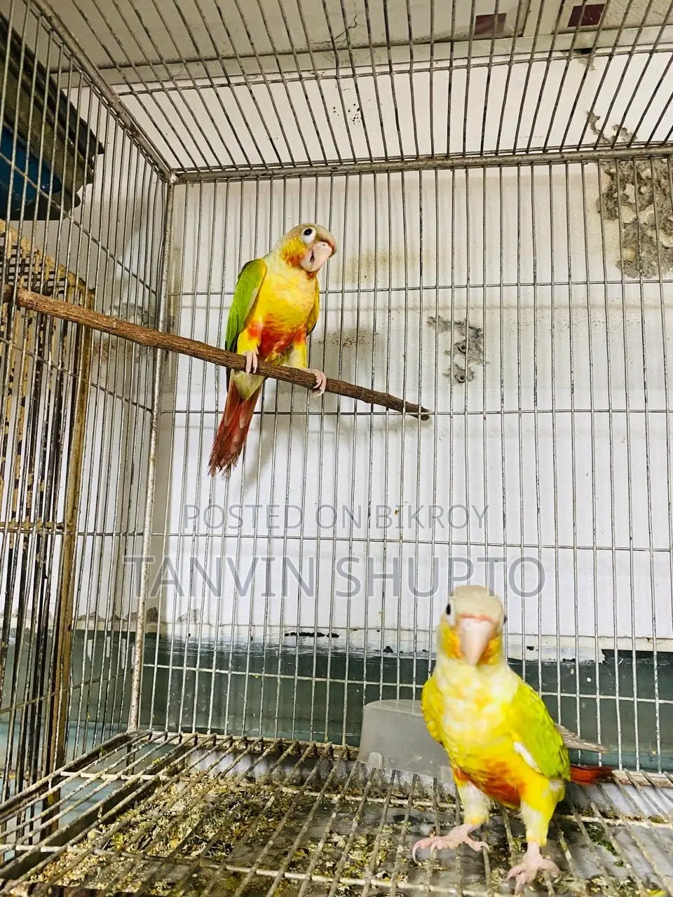 Pine Apple Conure(red Factor)