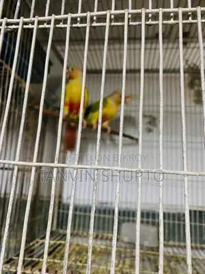 Pine Apple Conure(red Factor)