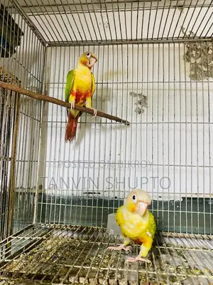 Pine Apple Conure(red Factor)